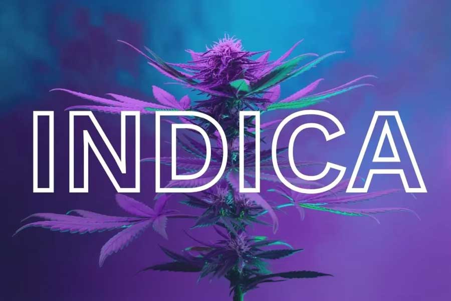 buy indica online