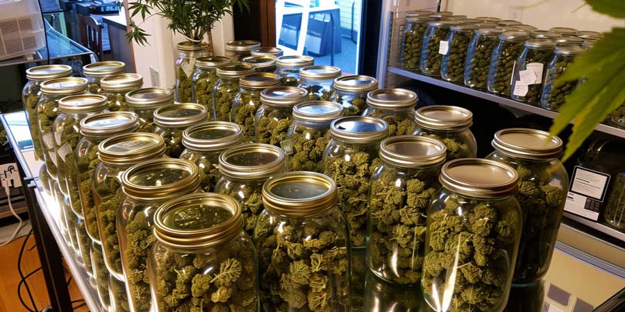 buy cheap bulk weed