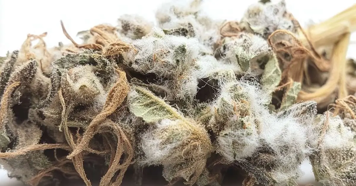 signs of moldy weed